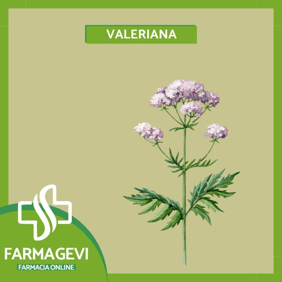 valeriana